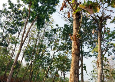 Meşe ağacı. Ağaç manzaralı. Gölgeli ağaç ve kök arka planda gökyüzü, tazelik ve sükunet. Tatil kavramı arka planı doğanın tadını çıkarıyor