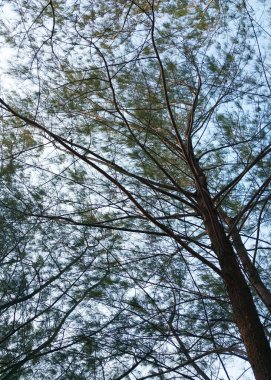 Ağaçlar ve dallar. Silüet ağaç manzaralı. Ağaçların ve köklerin gölgeli arka planında gökyüzü, tatilin tadını çıkaran taze ve dingin bir ortam. Doğa arkaplanı