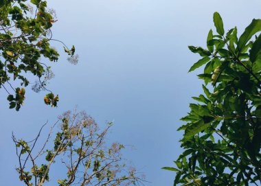 Meşe ağacı. Ağaç manzaralı. Gölgeli ağaç ve kök arka planda gökyüzü, tazelik ve sükunet. Tatil kavramı arka planı doğanın tadını çıkarıyor