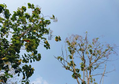 Meşe ağacı. Ağaç manzaralı. Gölgeli ağaç ve kök arka planda gökyüzü, tazelik ve sükunet. Tatil kavramı arka planı doğanın tadını çıkarıyor