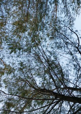 Ağaçlar ve dallar. Silüet ağaç manzaralı. Ağaçların ve köklerin gölgeli arka planında gökyüzü, tatilin tadını çıkaran taze ve dingin bir ortam. Doğa arkaplanı