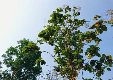 Meşe ağacı. Ağaç manzaralı. Gölgeli ağaç ve kök arka planda gökyüzü, tazelik ve sükunet. Tatil kavramı arka planı doğanın tadını çıkarıyor