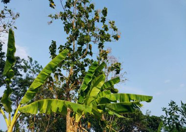 Çeşitli ağaçlar. Muz ve meşe ağaçları. Gölgeli ağaçların ve ağaç köklerinin ardında gökyüzü, tazelik ve sükunet. Tatil geçmişi kavramı doğanın tadını çıkarıyor. Mutlu Toprak Günü
