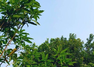 Uzun ağaçlar. Ağaç manzaralı. Gölgeli ağaçların ve köklerin arka planında gökyüzü, tazelik ve sükunet var. Tatil kavramı doğanın tadını çıkarıyor. Dünya günün kutlu olsun. Sürdürülebilir ekosistem için