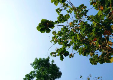 Meşe ağacı. Ağaç manzaralı. Gölgeli ağaç ve kök arka planda gökyüzü, tazelik ve sükunet. Tatil kavramı arka planı doğanın tadını çıkarıyor