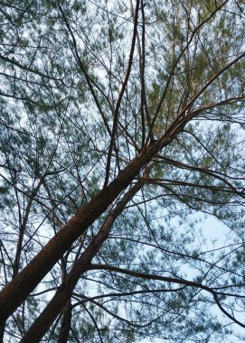 Ağaçlar ve dallar. Silüet ağaç manzaralı. Ağaçların ve köklerin gölgeli arka planında gökyüzü, tatilin tadını çıkaran taze ve dingin bir ortam. Doğa arkaplanı