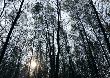 Ağaçlar ve dallar. Silüet ağaç manzaralı. Alt manzara. Arkalarında gökyüzü olan ağaç ve köklerin gölgeli arkaplanı. Taze ve dingin bir tatil. Doğa arkaplanı