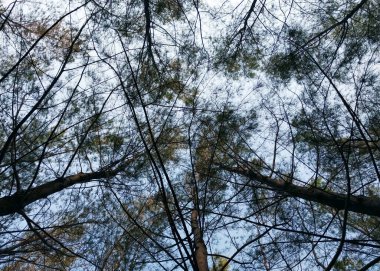 Ağaçlar ve dallar. Silüet ağaç manzaralı. Alt manzara. Arkalarında gökyüzü olan ağaç ve köklerin gölgeli arkaplanı. Taze ve dingin bir tatil. Doğa arkaplanı