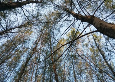 Ağaçlar ve dallar. Silüet ağaç manzaralı. Alt manzara. Arkalarında gökyüzü olan ağaç ve köklerin gölgeli arkaplanı. Taze ve dingin bir tatil. Doğa arkaplanı