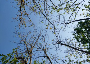 Uzun ağaçlar. Ağaç manzaralı. Gölgeli ağaçların ve köklerin arka planında gökyüzü, tazelik ve sükunet var. Tatil kavramı doğanın tadını çıkarıyor. Dünya günün kutlu olsun. Sürdürülebilir ekosistem için