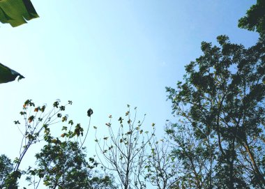 Ağaçlar ve dallar. Silüet ağaç manzaralı. Ağaçların ve köklerin gölgeli arka planında gökyüzü, tatilin tadını çıkaran taze ve dingin bir ortam. Doğa arkaplanı