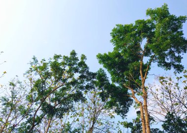 Meşe ağacı. Ağaç manzaralı. Gölgeli ağaç ve kök arka planda gökyüzü, tazelik ve sükunet. Tatil kavramı arka planı doğanın tadını çıkarıyor