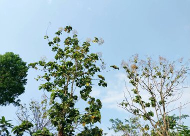 Uzun ağaçlar. Ağaç manzaralı. Gölgeli ağaçların ve köklerin arka planında gökyüzü, tazelik ve sükunet var. Tatil kavramı doğanın tadını çıkarıyor. Dünya günün kutlu olsun. Sürdürülebilir ekosistem için