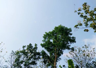 Uzun ağaçlar. Ağaç manzaralı. Gölgeli ağaçların ve köklerin arka planında gökyüzü, tazelik ve sükunet var. Tatil kavramı doğanın tadını çıkarıyor. Dünya günün kutlu olsun. Sürdürülebilir ekosistem için