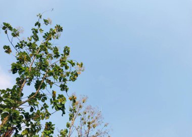 Meşe ağacı. Ağaç manzaralı. Gölgeli ağaç ve kök arka planda gökyüzü, tazelik ve sükunet. Tatil kavramı arka planı doğanın tadını çıkarıyor