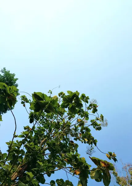Ağaçlar ve dallar. Güzel doğal manzara. Arkasında gökyüzü olan gölgeli ağaçların arka planı, tatilin tadını çıkaran dingin ve dingin bir ortam. Doğal arkaplan