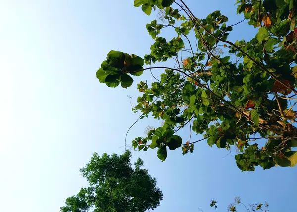 Meşe ağacı. Ağaç manzaralı. Gölgeli ağaç ve kök arka planda gökyüzü, tazelik ve sükunet. Tatil kavramı arka planı doğanın tadını çıkarıyor