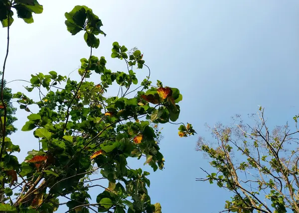 Meşe ağacı. Ağaç manzaralı. Gölgeli ağaç ve kök arka planda gökyüzü, tazelik ve sükunet. Tatil kavramı arka planı doğanın tadını çıkarıyor