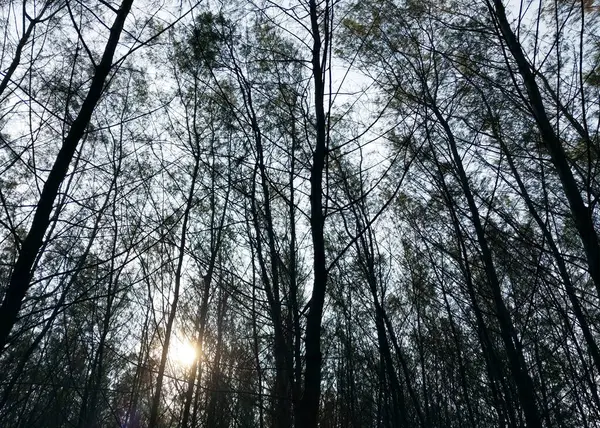 Ağaçlar ve dallar. Silüet ağaç manzaralı. Alt manzara. Arkalarında gökyüzü olan ağaç ve köklerin gölgeli arkaplanı. Taze ve dingin bir tatil. Doğa arkaplanı