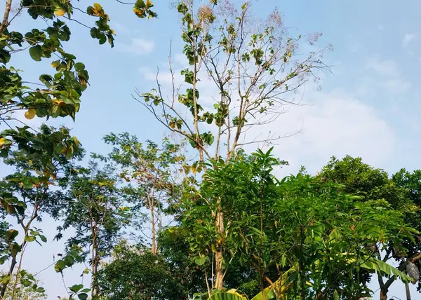 Uzun ağaçlar. Ağaç manzaralı. Gölgeli ağaçların ve köklerin arka planında gökyüzü, tazelik ve sükunet var. Tatil kavramı doğanın tadını çıkarıyor. Dünya günün kutlu olsun. Sürdürülebilir ekosistem için