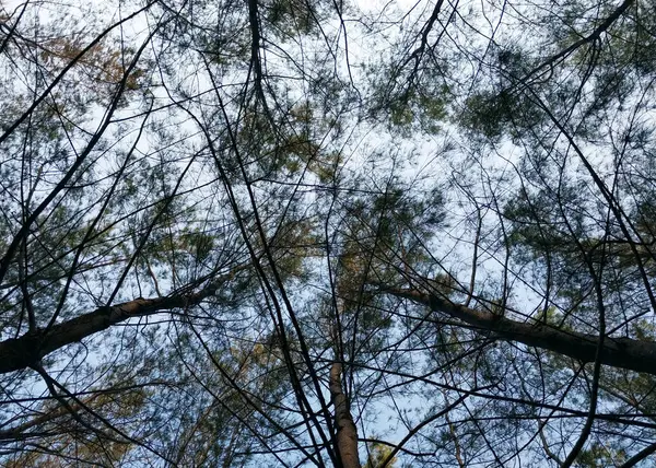 Ağaçlar ve dallar. Silüet ağaç manzaralı. Alt manzara. Arkalarında gökyüzü olan ağaç ve köklerin gölgeli arkaplanı. Taze ve dingin bir tatil. Doğa arkaplanı