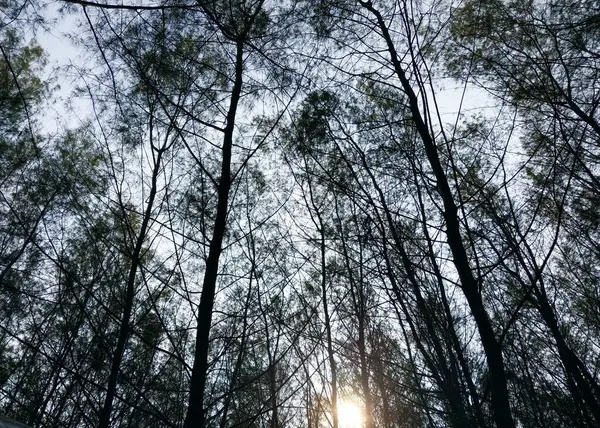 Ağaçlar ve dallar. Silüet ağaç manzaralı. Alt manzara. Arkalarında gökyüzü olan ağaç ve köklerin gölgeli arkaplanı. Taze ve dingin bir tatil. Doğa arkaplanı