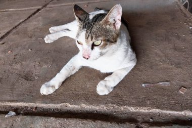 Yerel Vahşi Kediler. Kediler kameraya çekilip poz veriyor. Evcil hayvan olabilecek vahşi hayvanlar. Hayvanları koruma kavramı. Hayvan arka planı kameranın önünde poz veriyor.
