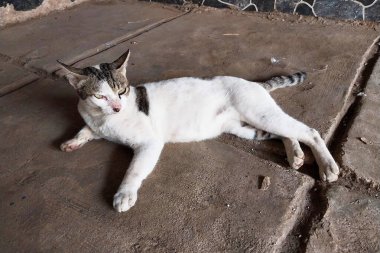 Yerel Vahşi Kediler. Kediler kameraya çekilip poz veriyor. Evcil hayvan olabilecek vahşi hayvanlar. Hayvanları koruma kavramı. Hayvan arka planı kameranın önünde poz veriyor.