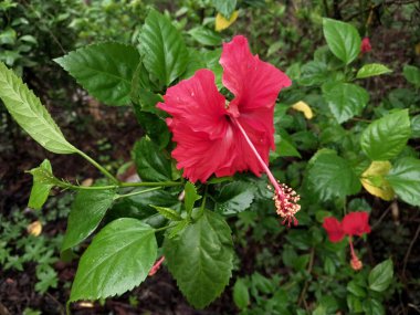 Hibiscus. Yağmurdan sonra yeşil yapraklı, kırmızı, çiçek açan ayakkabılar. Ev dekoratif bitkiler ya da yeşil açık alan bahçeleri için arka plan doğal temaları. Daha iyi bir dünya için