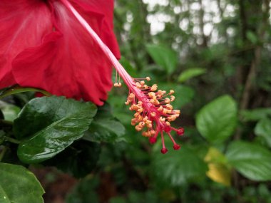 Hibiscus. Yağmurdan sonra yeşil yapraklı, kırmızı, çiçek açan ayakkabılar. Ev dekoratif bitkiler ya da yeşil açık alan bahçeleri için arka plan doğal temaları. Daha iyi bir dünya için