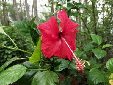 Hibiscus. Yağmurdan sonra yeşil yapraklı, kırmızı, çiçek açan ayakkabılar. Ev dekoratif bitkiler ya da yeşil açık alan bahçeleri için arka plan doğal temaları. Daha iyi bir dünya için
