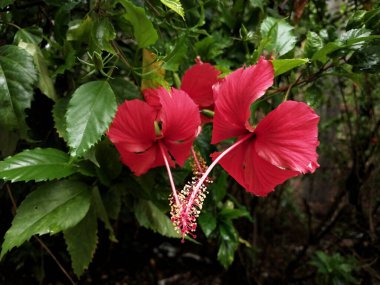 Hibiscus. Yağmurdan sonra yeşil yapraklı, kırmızı, çiçek açan ayakkabılar. Ev dekoratif bitkiler ya da yeşil açık alan bahçeleri için arka plan doğal temaları. Daha iyi bir dünya için