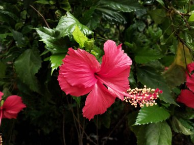 Hibiscus. Yağmurdan sonra yeşil yapraklı, kırmızı, çiçek açan ayakkabılar. Ev dekoratif bitkiler ya da yeşil açık alan bahçeleri için arka plan doğal temaları. Daha iyi bir dünya için
