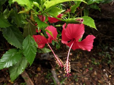Hibiscus. Yağmurdan sonra yeşil yapraklı, kırmızı, çiçek açan ayakkabılar. Ev dekoratif bitkiler ya da yeşil açık alan bahçeleri için arka plan doğal temaları. Daha iyi bir dünya için