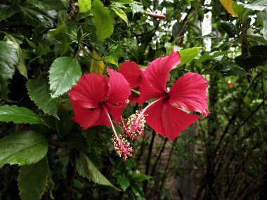 Hibiscus. Yağmurdan sonra yeşil yapraklı, kırmızı, çiçek açan ayakkabılar. Ev dekoratif bitkiler ya da yeşil açık alan bahçeleri için arka plan doğal temaları. Daha iyi bir dünya için