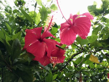 Hibiscus. Yağmurdan sonra yeşil yapraklı, kırmızı, çiçek açan ayakkabılar. Ev dekoratif bitkiler ya da yeşil açık alan bahçeleri için arka plan doğal temaları. Daha iyi bir dünya için