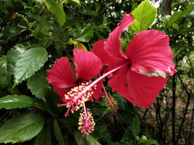 Hibiscus. Yağmurdan sonra yeşil yapraklı, kırmızı, çiçek açan ayakkabılar. Ev dekoratif bitkiler ya da yeşil açık alan bahçeleri için arka plan doğal temaları. Daha iyi bir dünya için