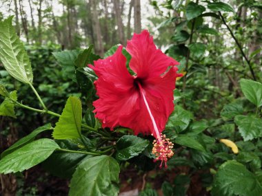 Hibiscus. Yağmurdan sonra yeşil yapraklı, kırmızı, çiçek açan ayakkabılar. Ev dekoratif bitkiler ya da yeşil açık alan bahçeleri için arka plan doğal temaları. Daha iyi bir dünya için