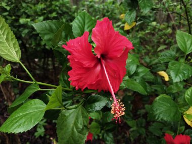 Hibiscus. Yağmurdan sonra yeşil yapraklı, kırmızı, çiçek açan ayakkabılar. Ev dekoratif bitkiler ya da yeşil açık alan bahçeleri için arka plan doğal temaları. Daha iyi bir dünya için