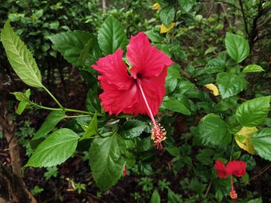Hibiscus. Yağmurdan sonra yeşil yapraklı, kırmızı, çiçek açan ayakkabılar. Ev dekoratif bitkiler ya da yeşil açık alan bahçeleri için arka plan doğal temaları. Daha iyi bir dünya için