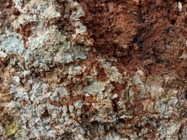 Ağaç gövdesi. Ağacın eski dokusu, kökünden sökülmüş. Uçurumlar gibi düzensiz ve benzersiz desenler. Doğal arka plan için iyi Doğa konsepti ve grafik kaynaklarının ihtiyaçları için