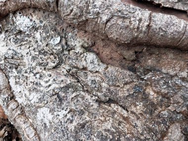 Ağaç gövdesi. Ağacın eski dokusu, kökünden sökülmüş. Uçurumlar gibi düzensiz ve benzersiz desenler. Doğal arka plan için iyi Doğa konsepti ve grafik kaynaklarının ihtiyaçları için