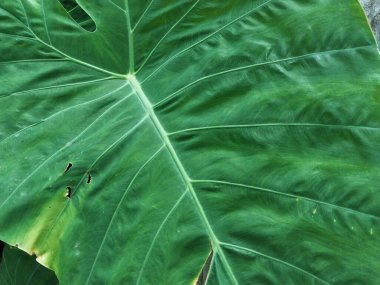Yaprak dokusu. Geniş yapraklar yakından. Doğal denge ekosistemleri kavramının doğal arka plan teması. Aynı zamanda arka plan olarak da uygun. Kökleri olan geniş yapraklar. Benzersiz liflerle ayrılır