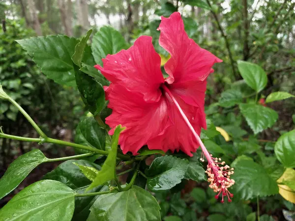 Hibiscus. Yağmurdan sonra yeşil yapraklı, kırmızı, çiçek açan ayakkabılar. Ev dekoratif bitkiler ya da yeşil açık alan bahçeleri için arka plan doğal temaları. Daha iyi bir dünya için