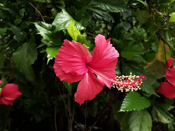 Hibiscus. Yağmurdan sonra yeşil yapraklı, kırmızı, çiçek açan ayakkabılar. Ev dekoratif bitkiler ya da yeşil açık alan bahçeleri için arka plan doğal temaları. Daha iyi bir dünya için
