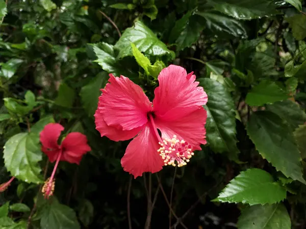 Hibiscus. Yağmurdan sonra yeşil yapraklı, kırmızı, çiçek açan ayakkabılar. Ev dekoratif bitkiler ya da yeşil açık alan bahçeleri için arka plan doğal temaları. Daha iyi bir dünya için