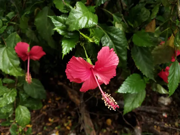 Hibiscus. Yağmurdan sonra yeşil yapraklı, kırmızı, çiçek açan ayakkabılar. Ev dekoratif bitkiler ya da yeşil açık alan bahçeleri için arka plan doğal temaları. Daha iyi bir dünya için