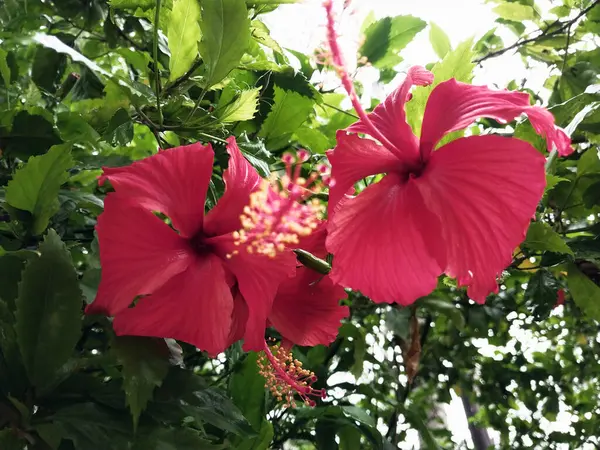 Hibiscus. Yağmurdan sonra yeşil yapraklı, kırmızı, çiçek açan ayakkabılar. Ev dekoratif bitkiler ya da yeşil açık alan bahçeleri için arka plan doğal temaları. Daha iyi bir dünya için