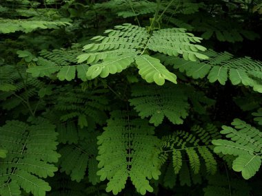 Küçük yemyeşil yapraklı yemyeşil arka plan doğal, gölgeli, sakin ve taze bir atmosfer yaratır. Sinematik görünüm. Yağmurdan sonra yeşil yapraklar kavramı