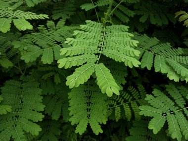 Küçük yemyeşil yapraklı yemyeşil arka plan doğal, gölgeli, sakin ve taze bir atmosfer yaratır. Sinematik görünüm. Yağmurdan sonra yeşil yapraklar kavramı